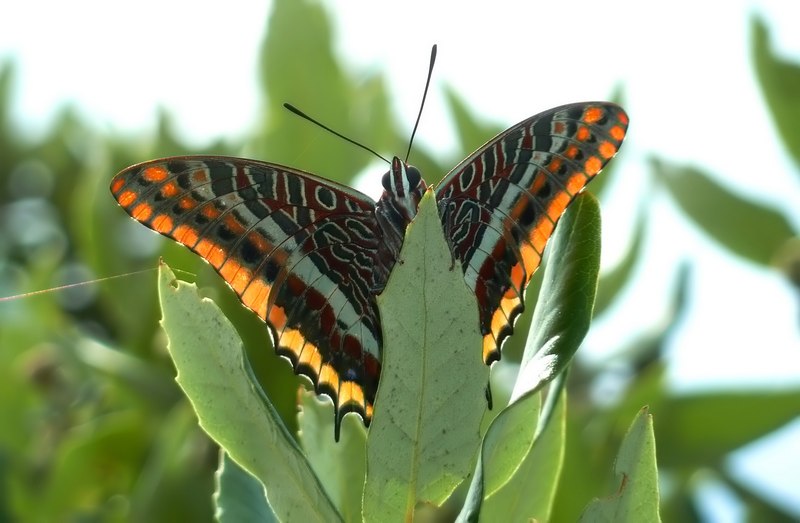 ..Sempre le stesse....